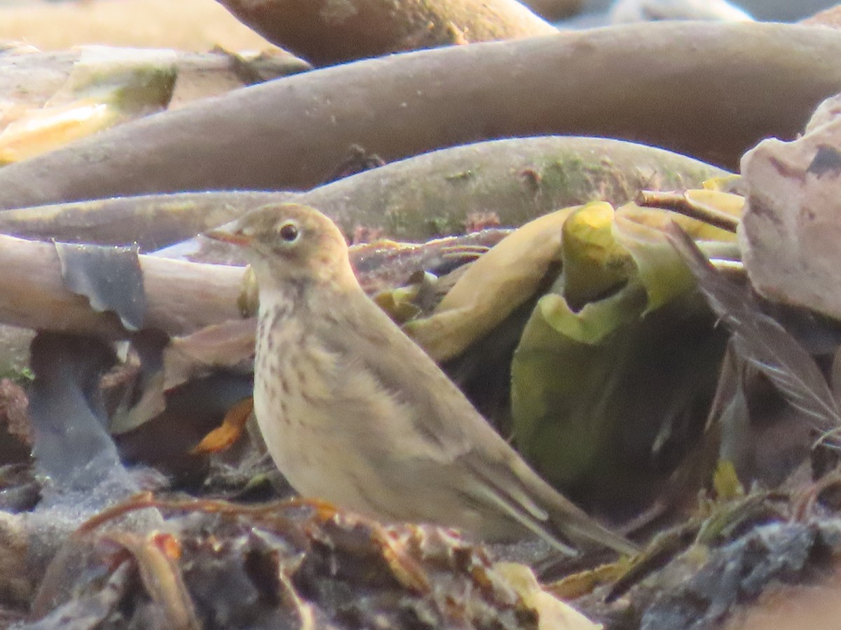 American Pipit - Laura Burke