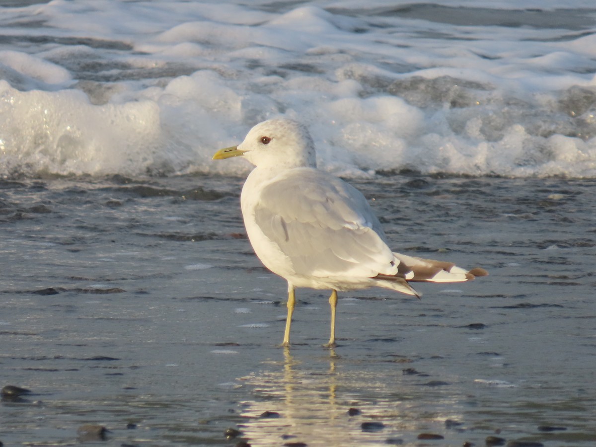 Short-billed Gull - ML623178633