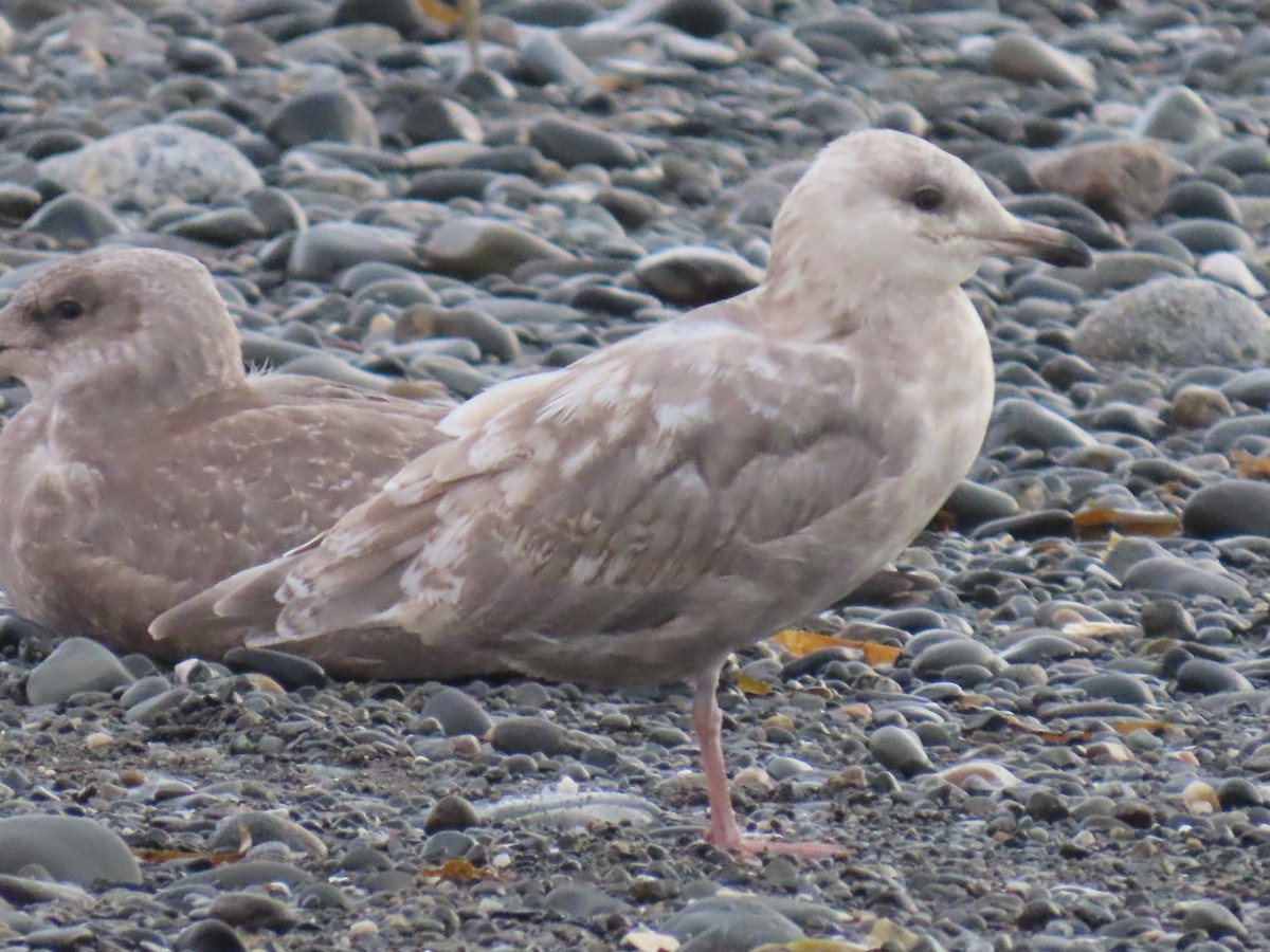 Iceland Gull - ML623178644