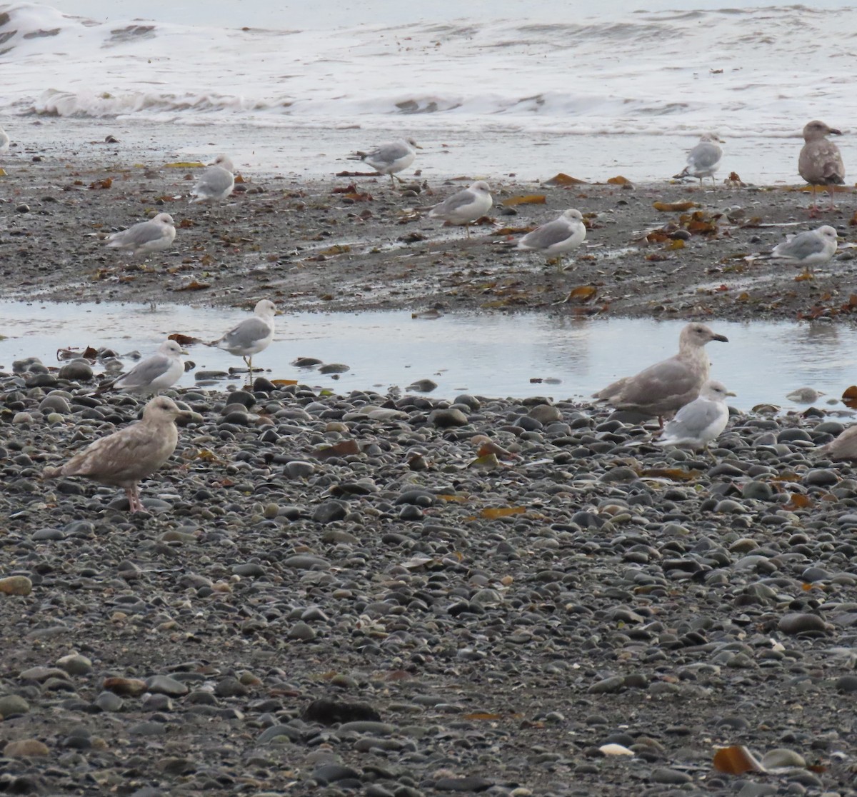 Iceland Gull - ML623178657