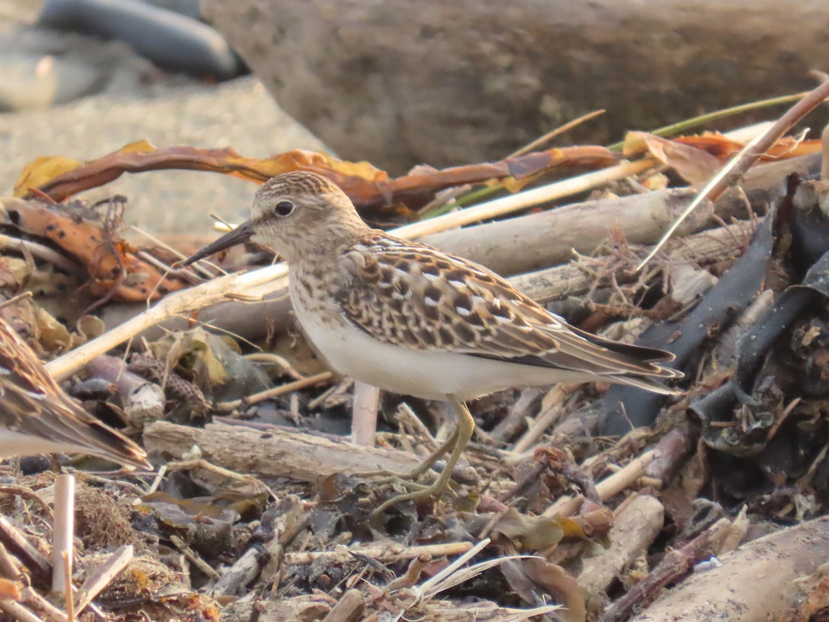 Least Sandpiper - ML623178666