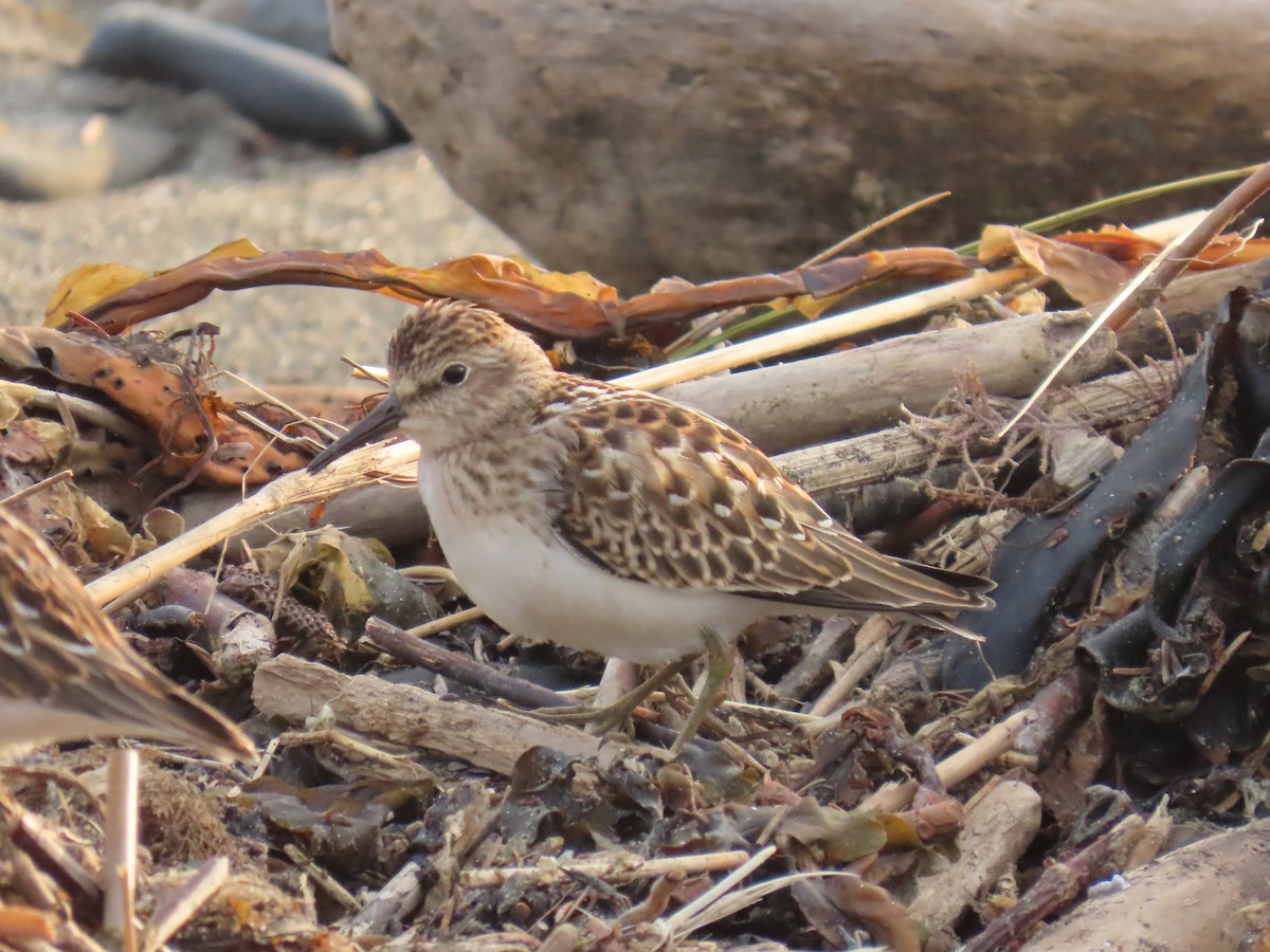 Least Sandpiper - ML623178672