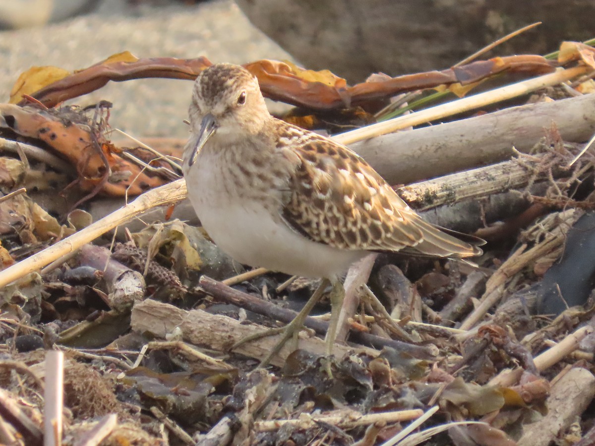 Least Sandpiper - ML623178675