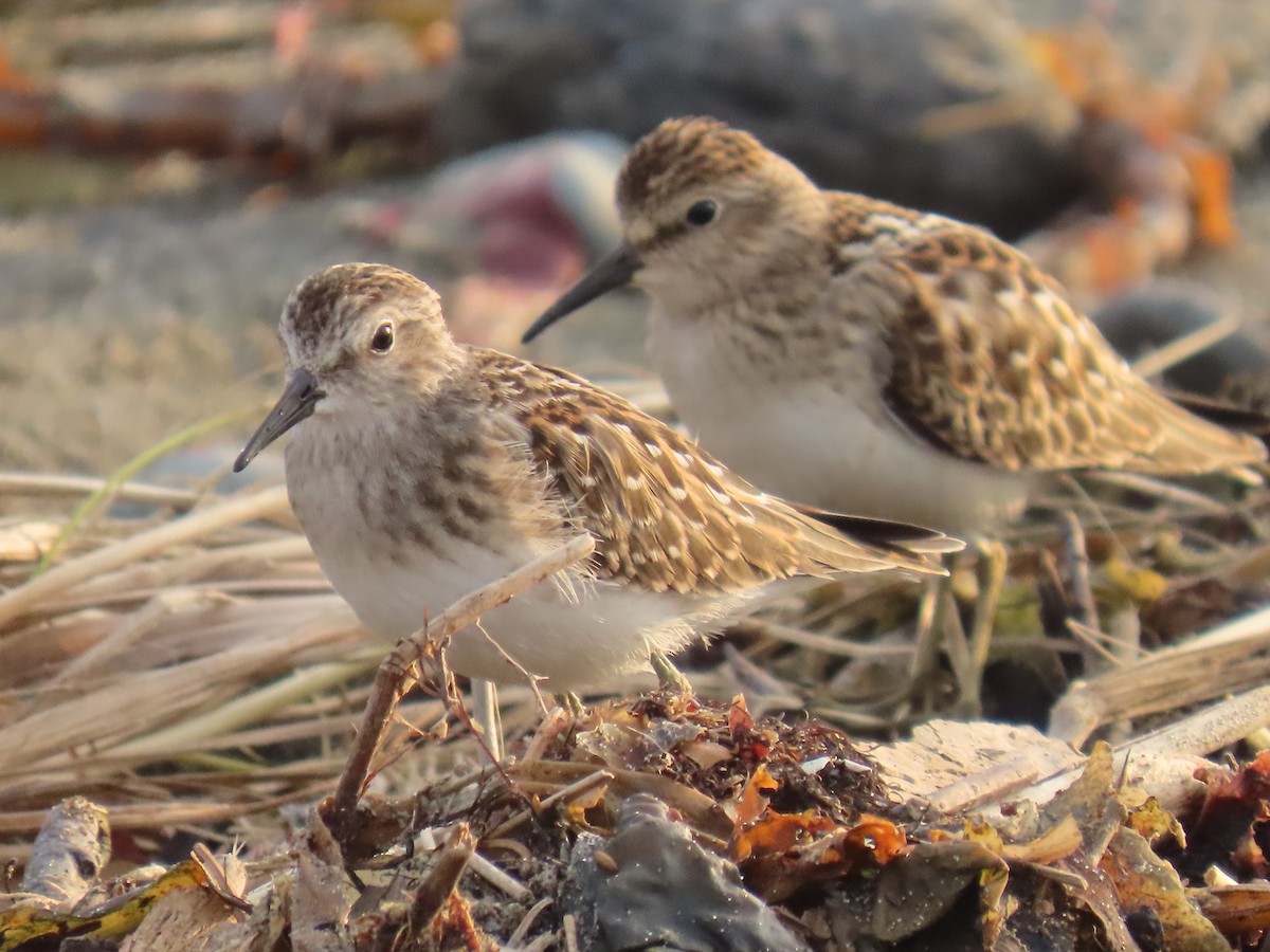 Least Sandpiper - ML623178677