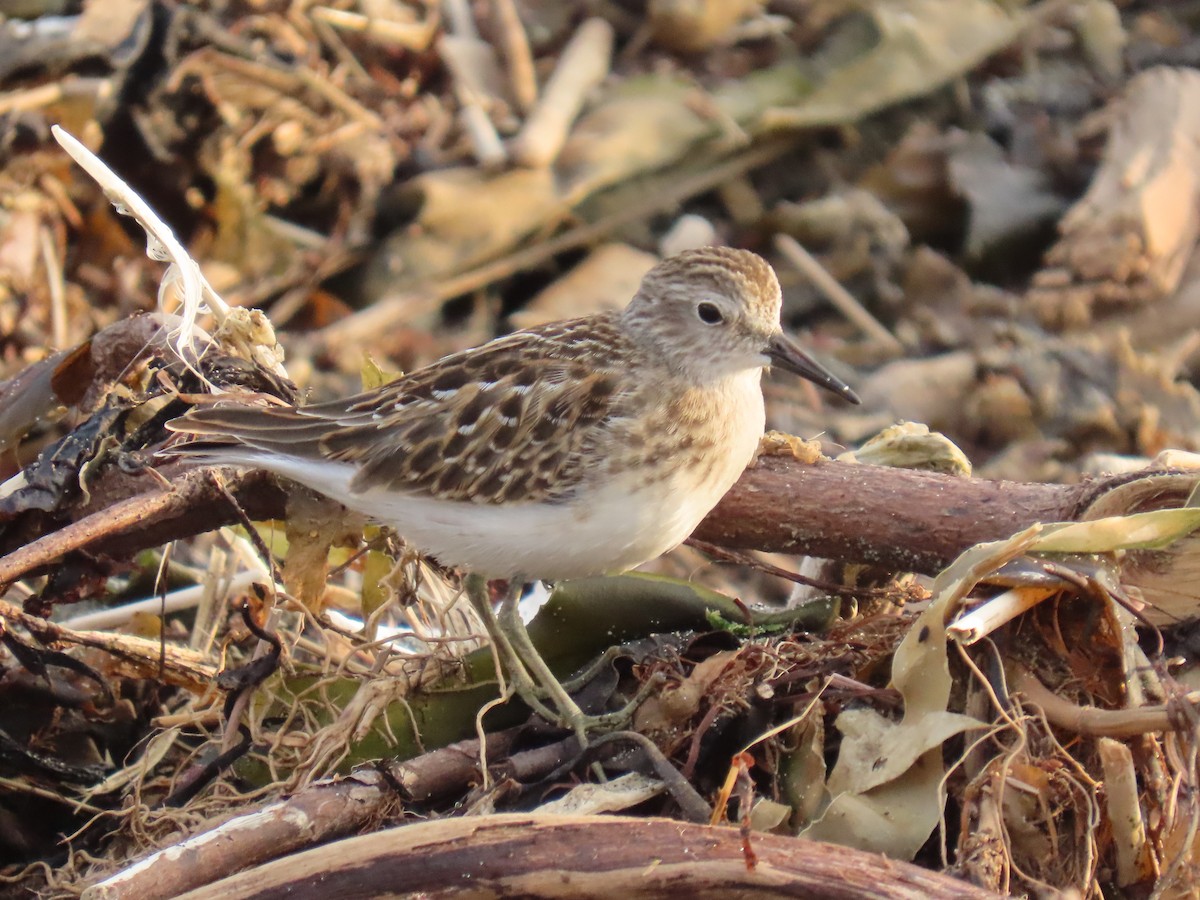 Least Sandpiper - ML623178683