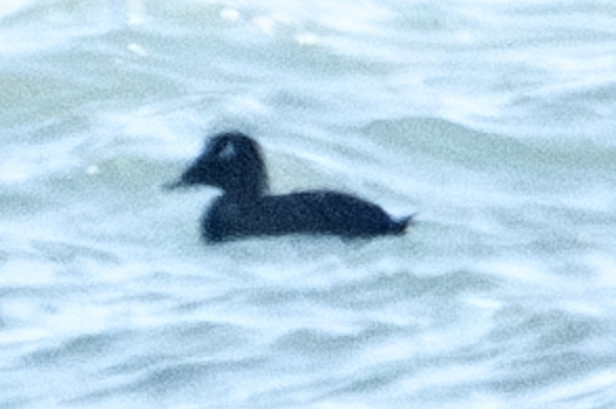 White-winged Scoter - ML623178686