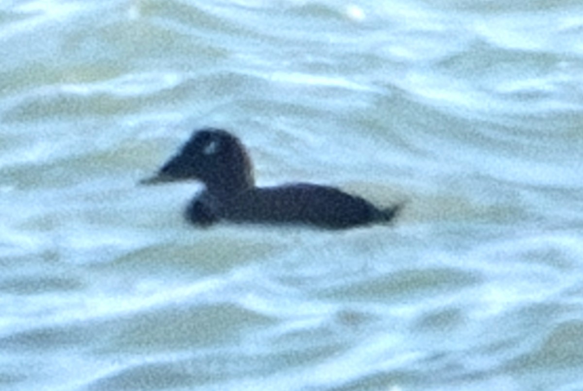 White-winged Scoter - ML623178697