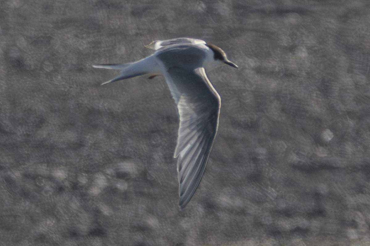 Arctic Tern - Van Pierszalowski