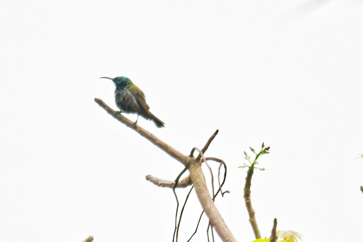 Green-headed Sunbird - ML623178740