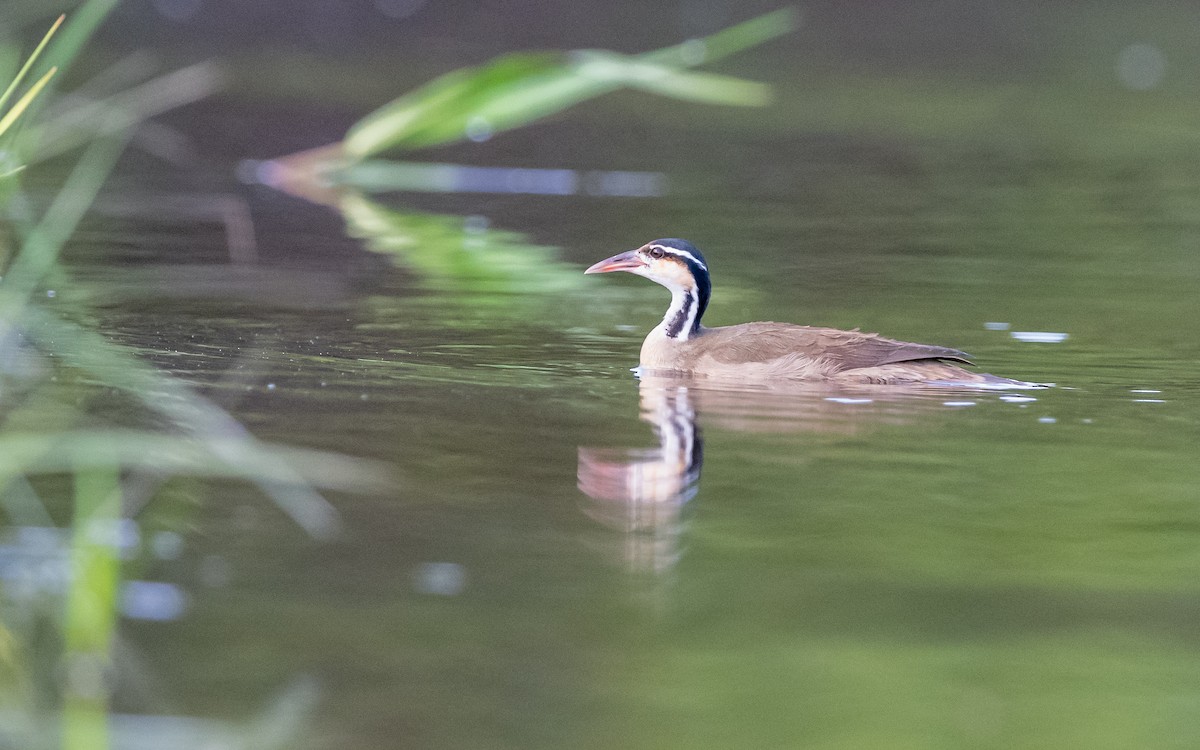 Sungrebe - ML623178768