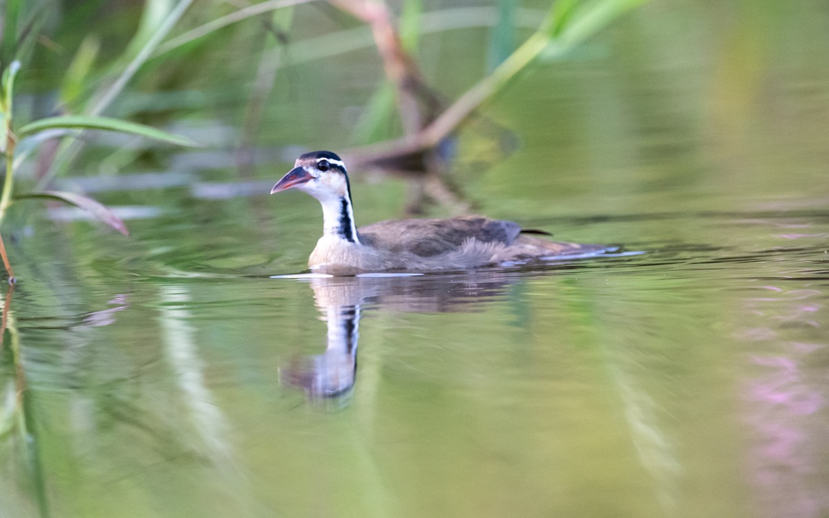 Sungrebe - ML623178769