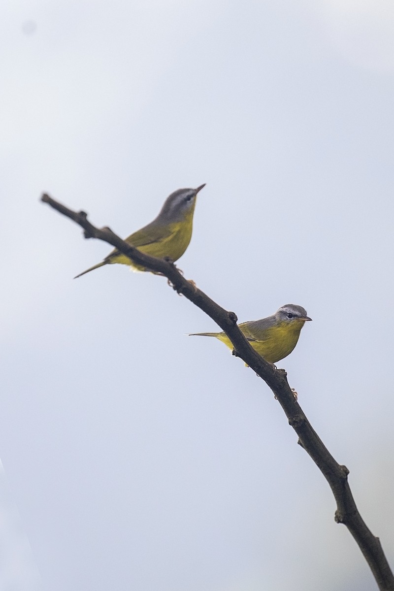 Gray-hooded Warbler - ML623178772