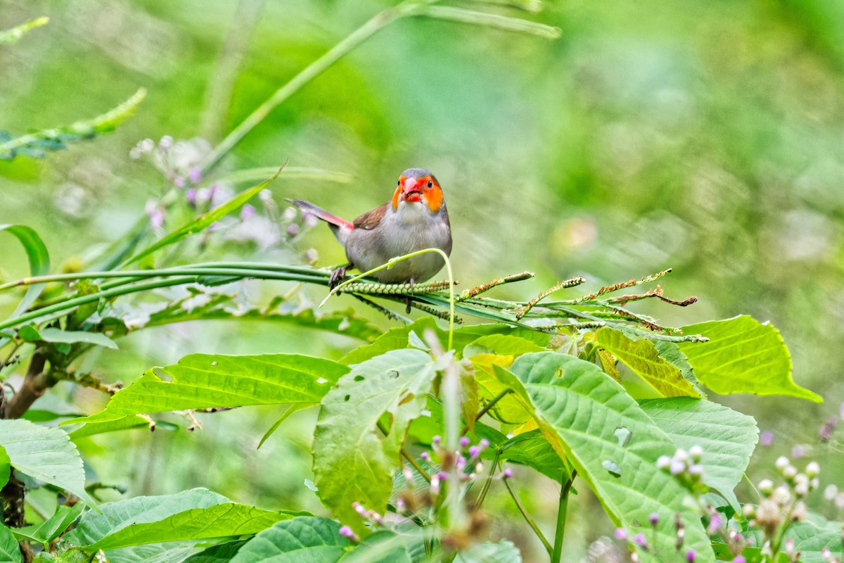 Orange-cheeked Waxbill - ML623178817