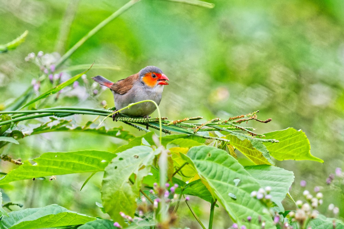 Orange-cheeked Waxbill - ML623178818