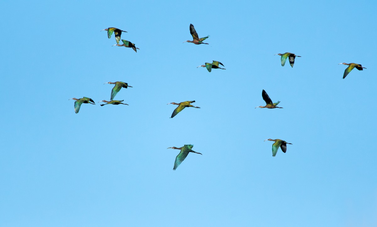 White-faced Ibis - ML623178833