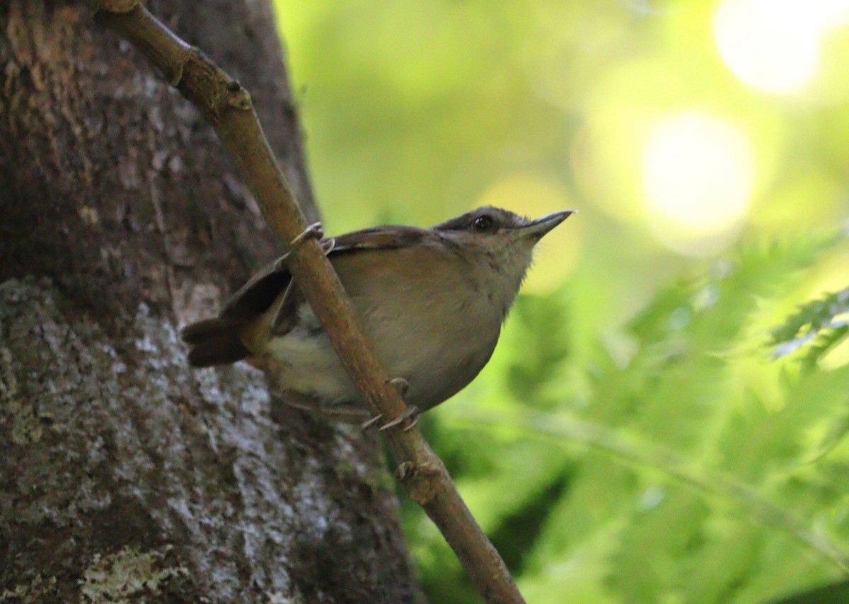 Horsfield's Babbler - ML623178923