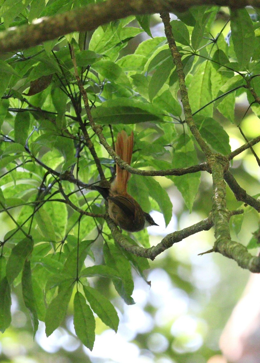 Rufous-tailed Fantail - Pete Shen