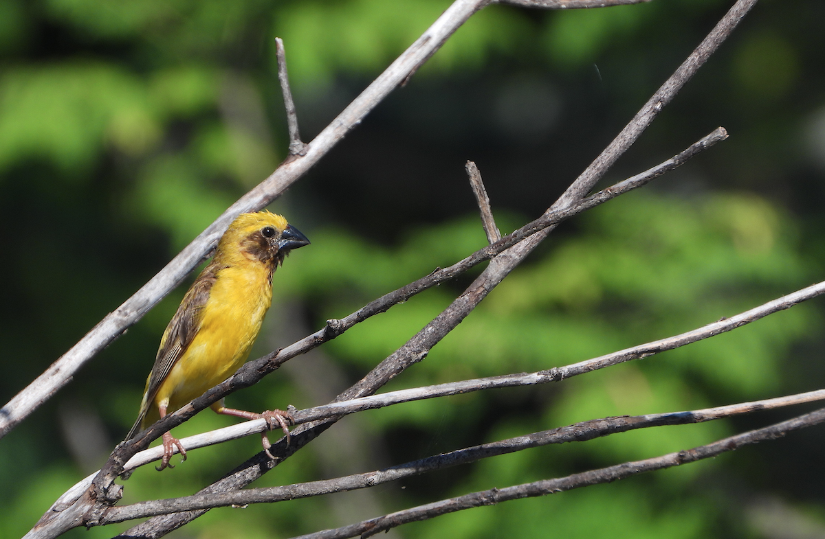 Asian Golden Weaver - ML623179009