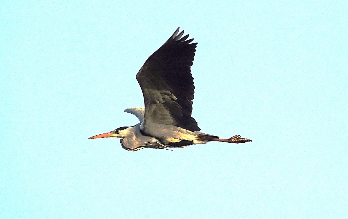 Gray Heron - ML623179069