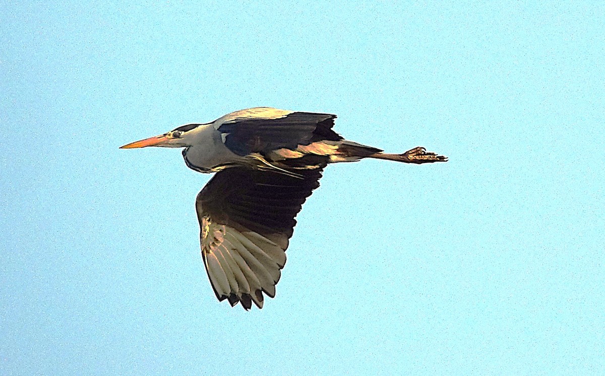 Gray Heron - ML623179070