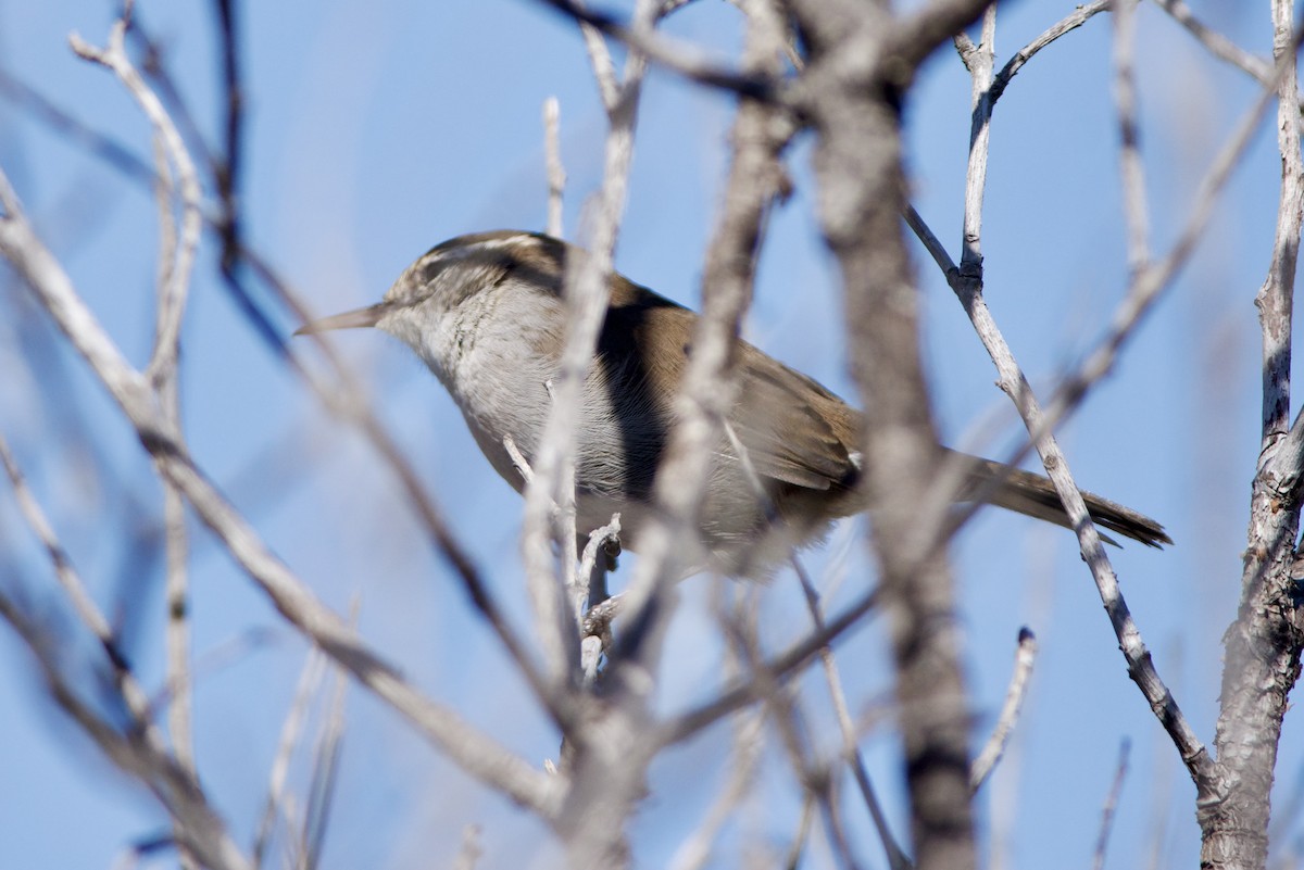 Bewick's Wren - Mike Chen