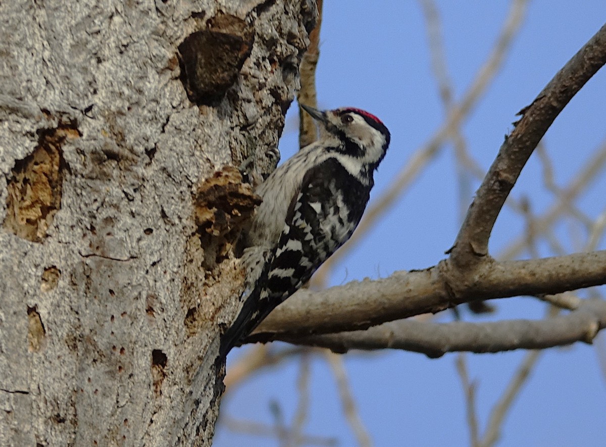 Lesser Spotted Woodpecker - Edurne Ugarte