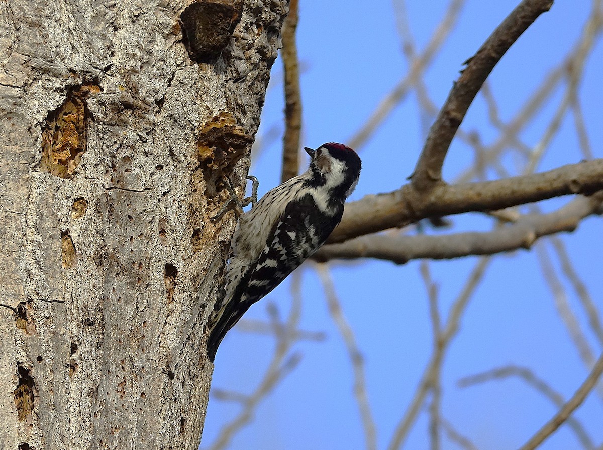 Lesser Spotted Woodpecker - Edurne Ugarte