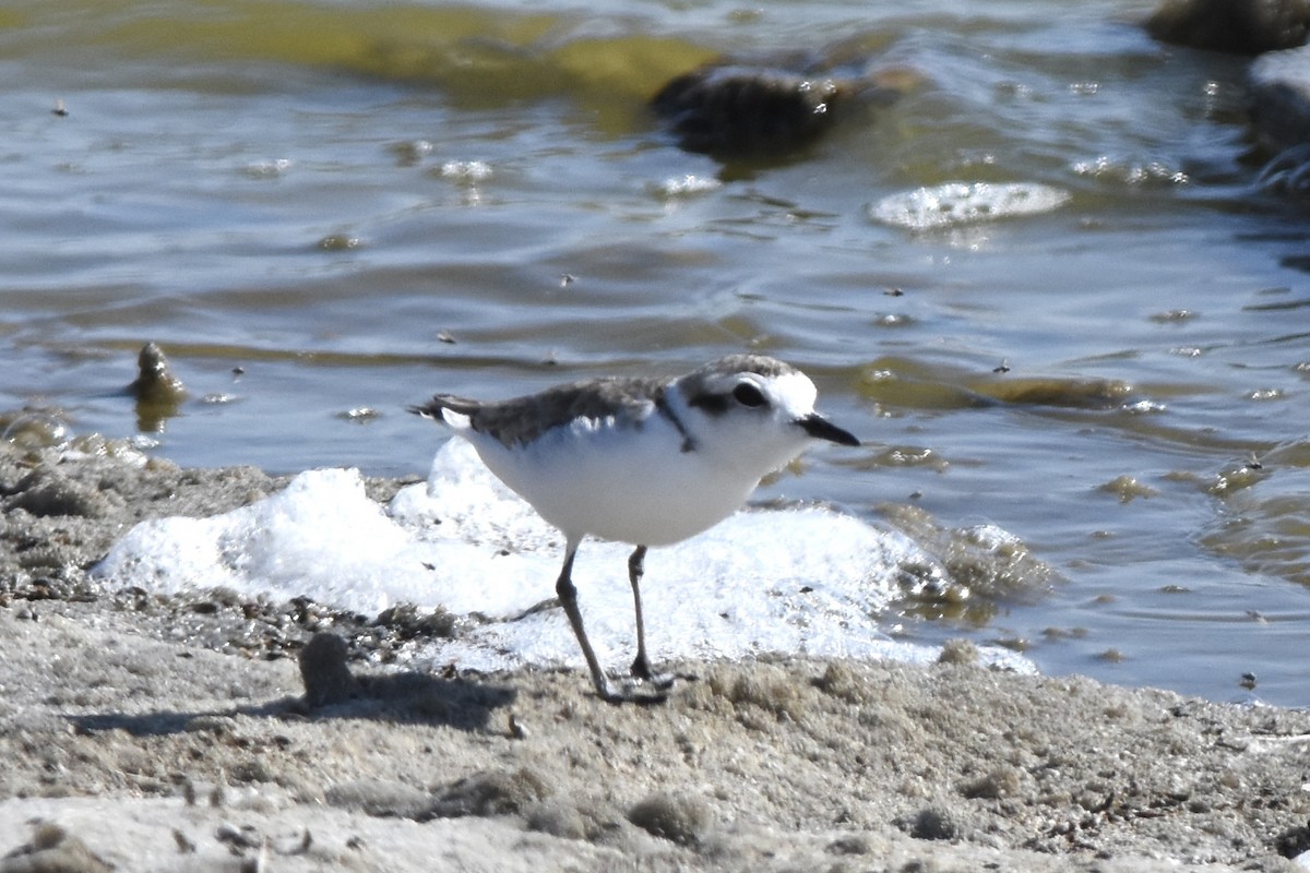 Snowy Plover - ML623179160