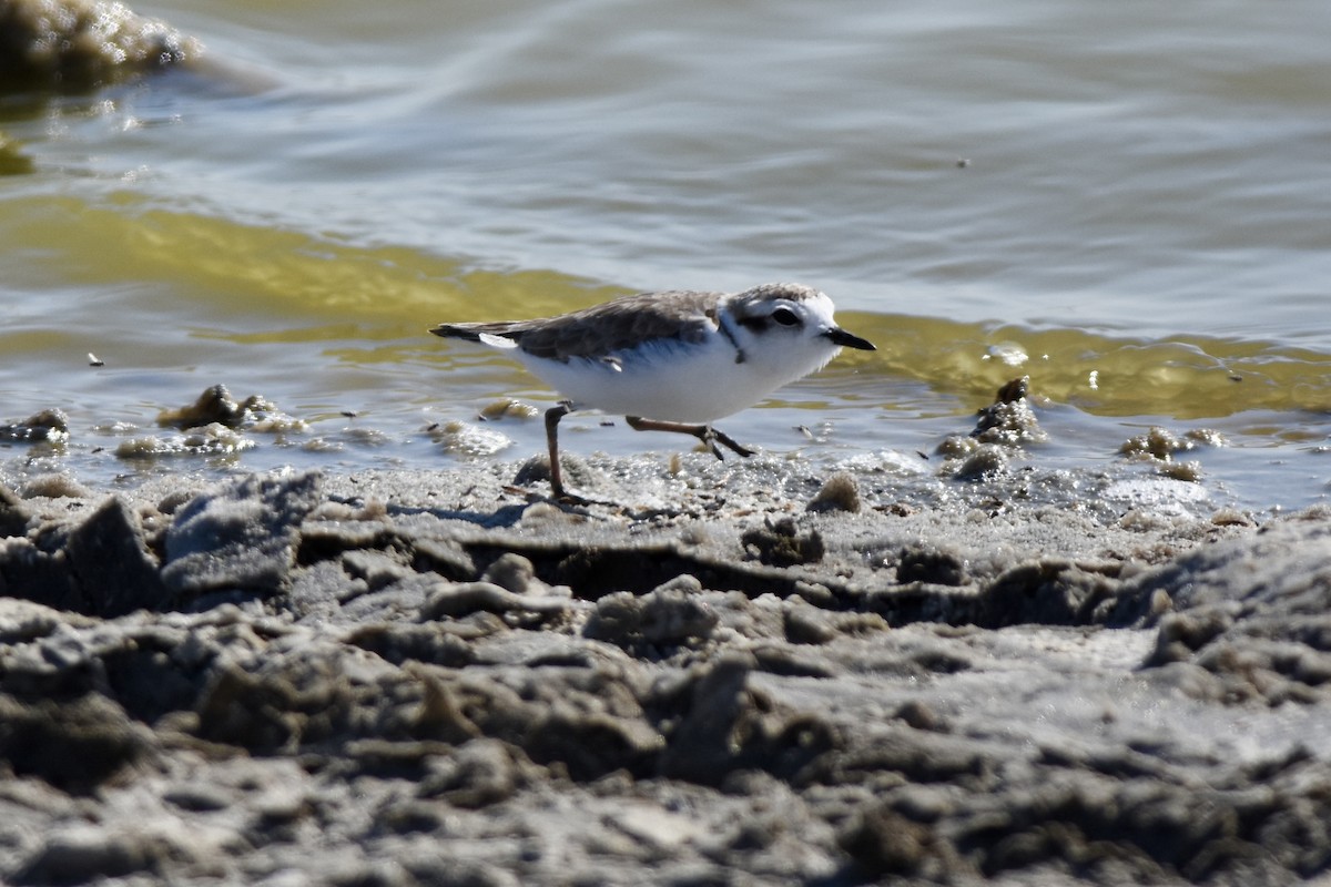 Snowy Plover - ML623179161