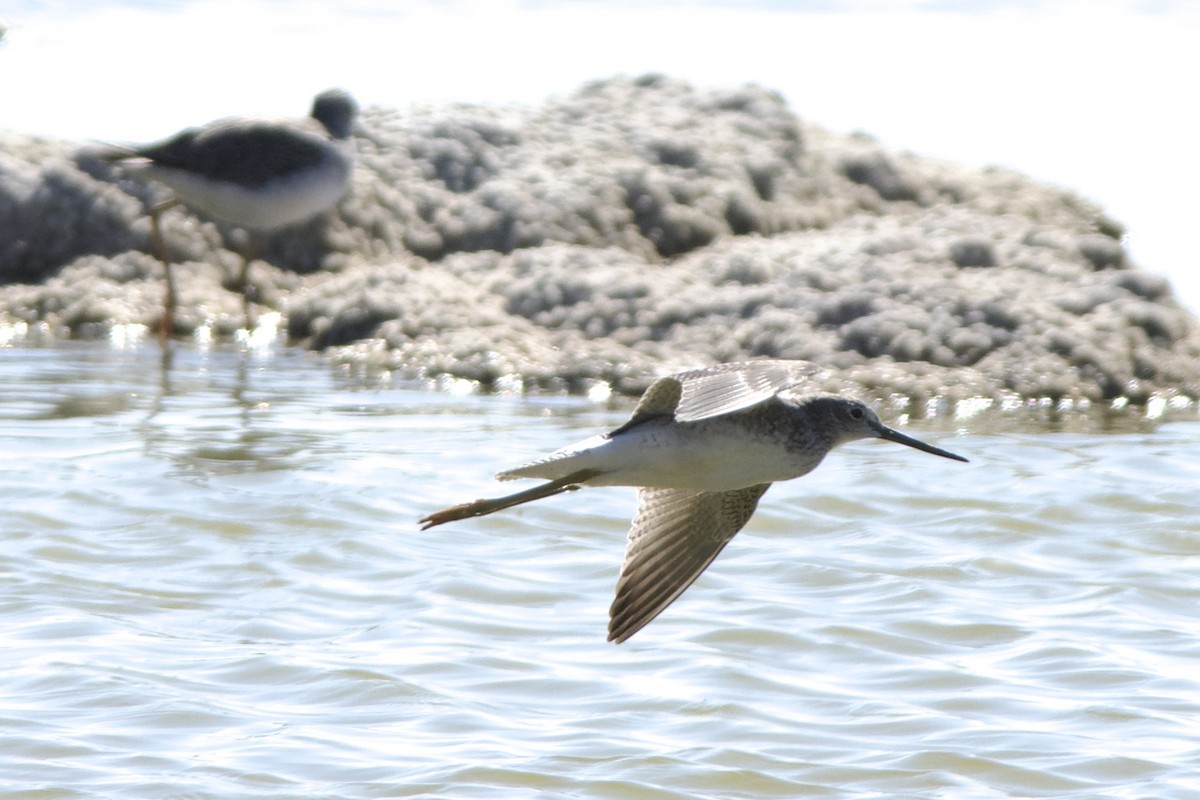 Greater Yellowlegs - ML623179201