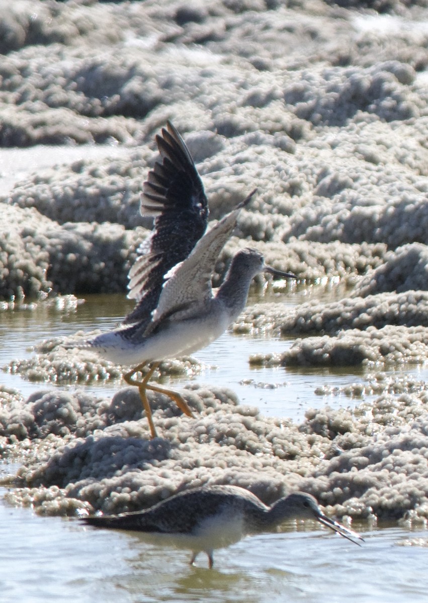 Greater Yellowlegs - ML623179202