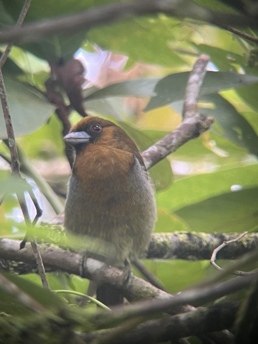 Prong-billed Barbet - ML623179208