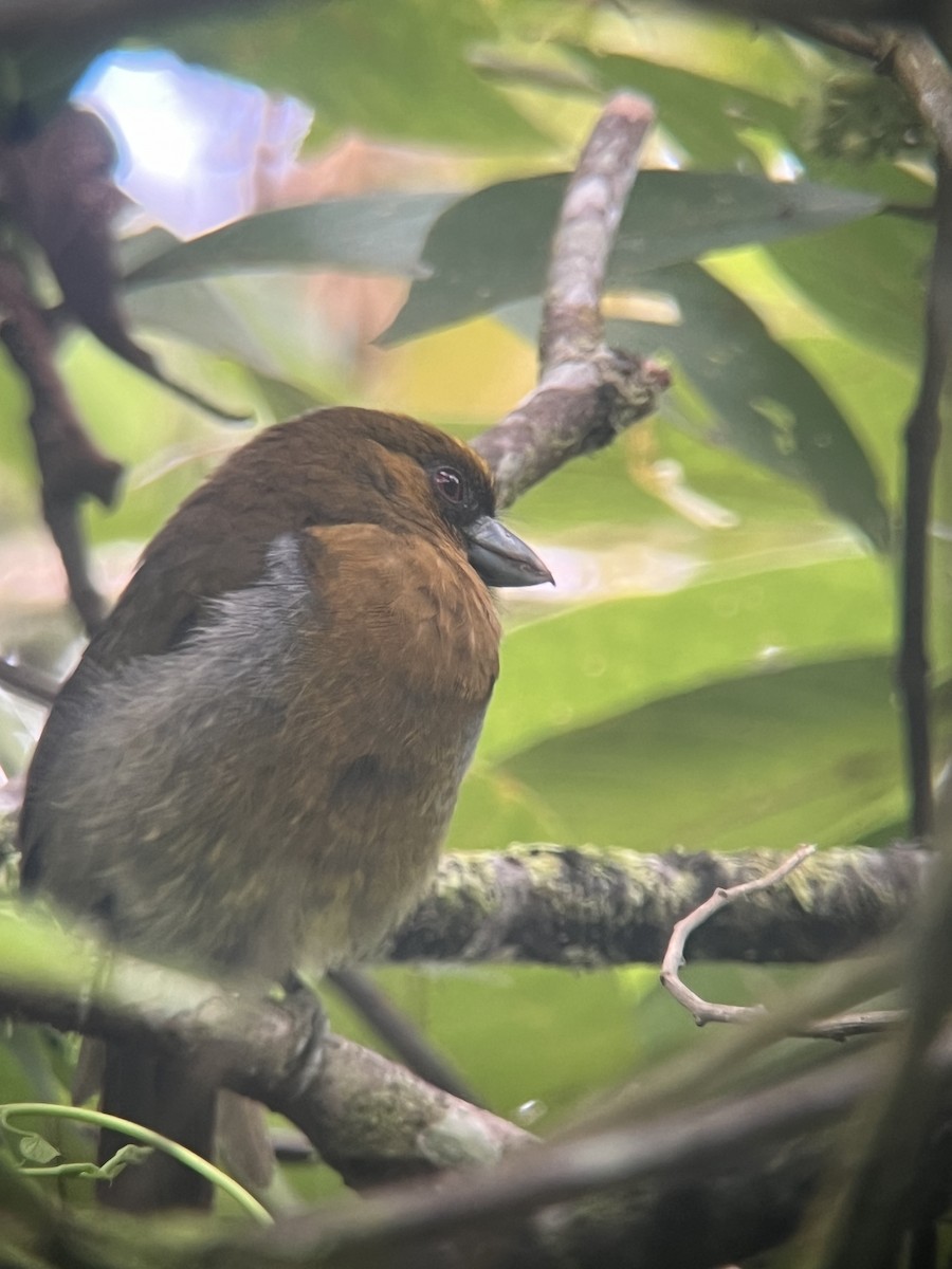 Prong-billed Barbet - ML623179210