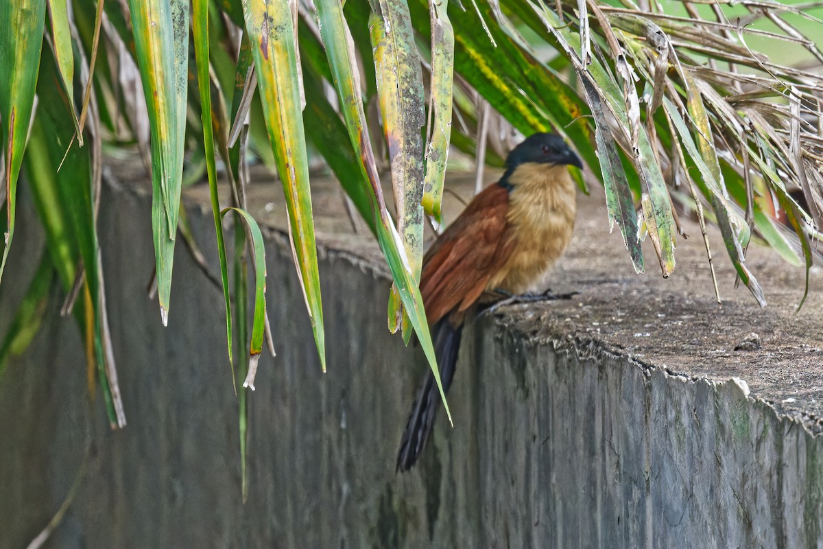 Blue-headed Coucal - ML623179217