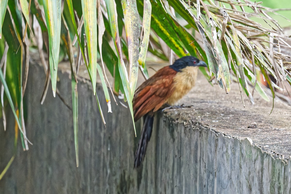 Blue-headed Coucal - ML623179218