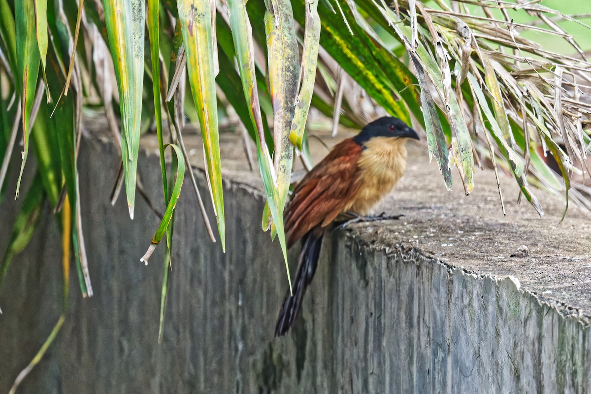 Blue-headed Coucal - ML623179220