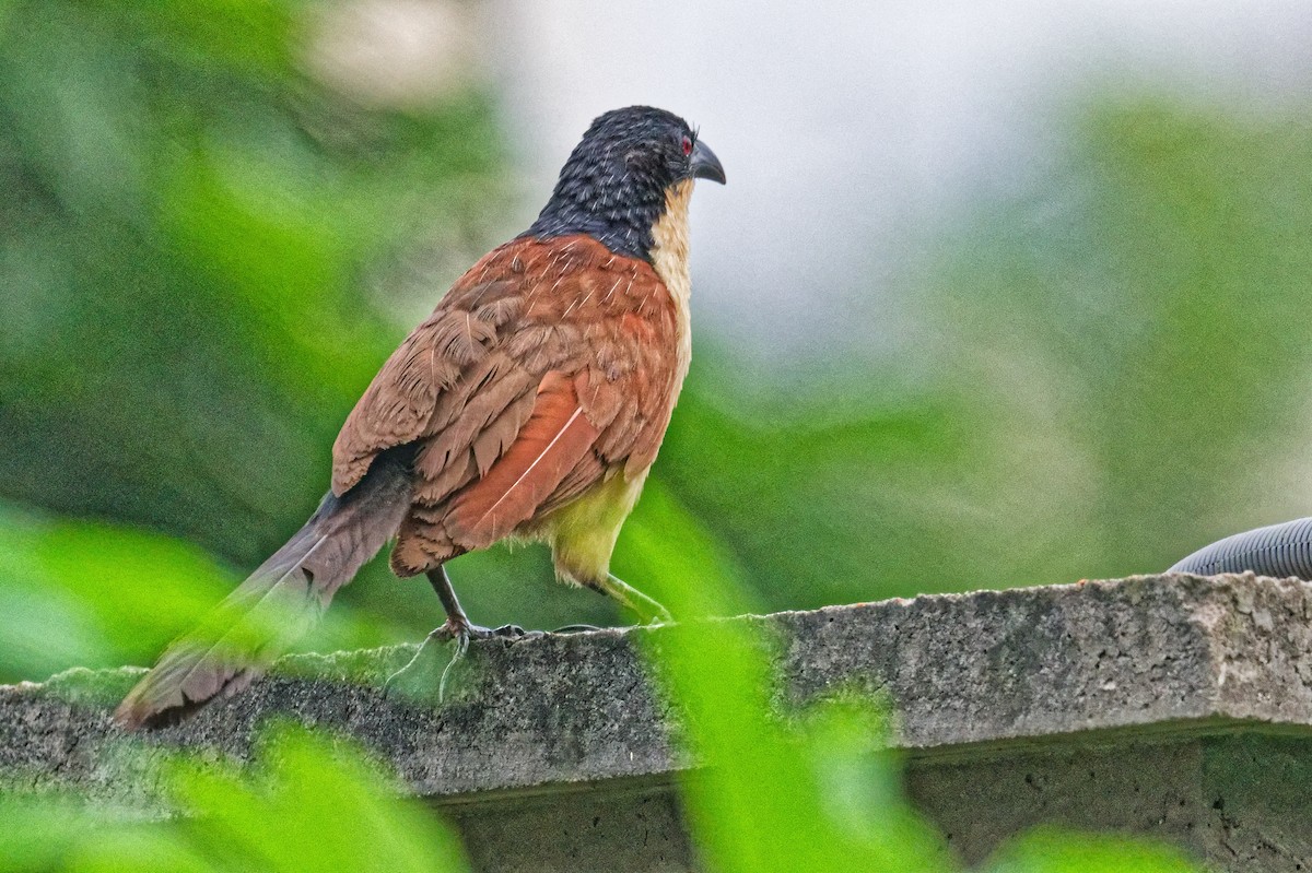 Blue-headed Coucal - ML623179221