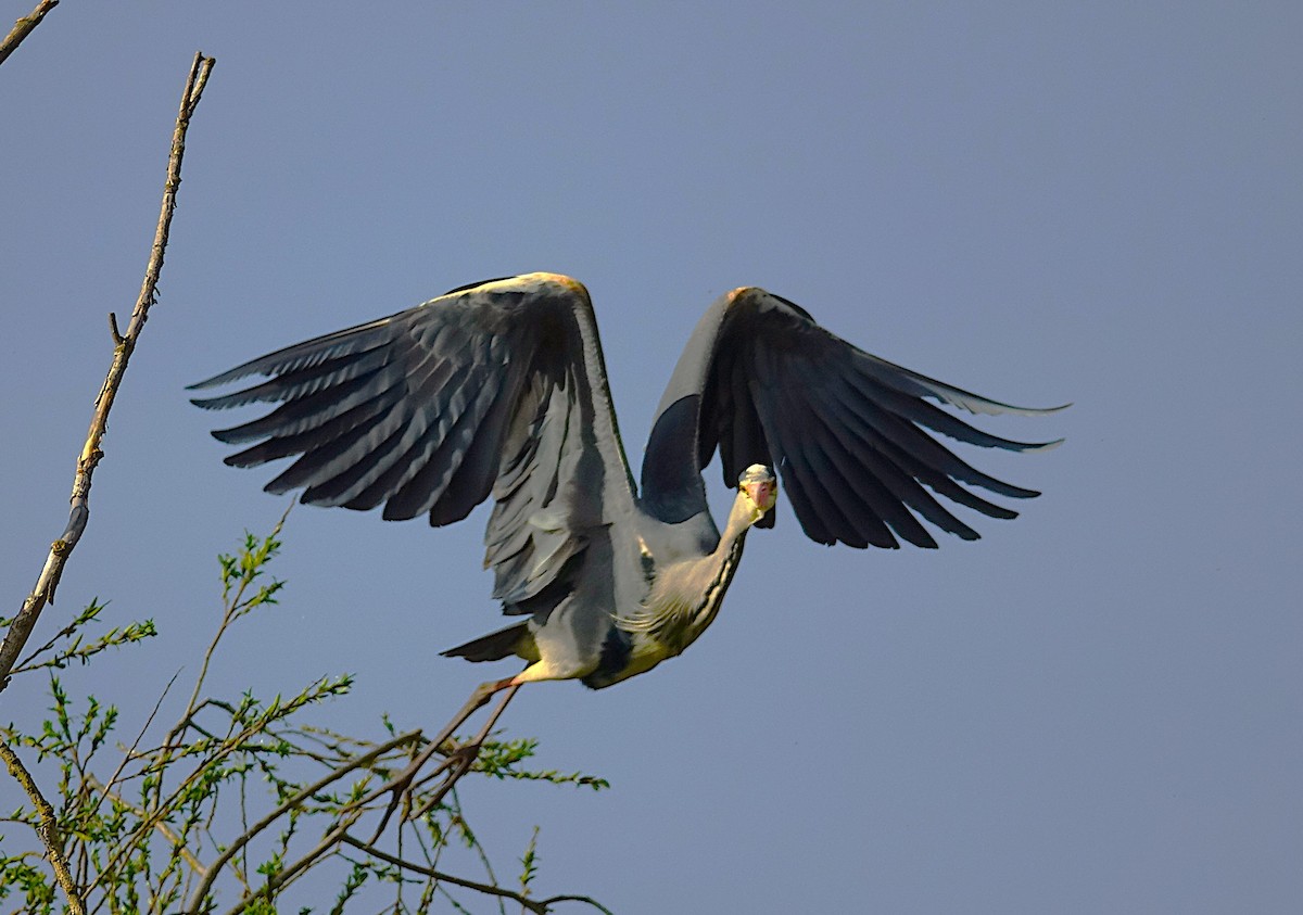 Gray Heron - ML623179280