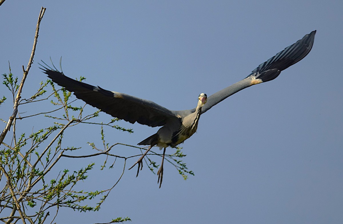 Gray Heron - ML623179281