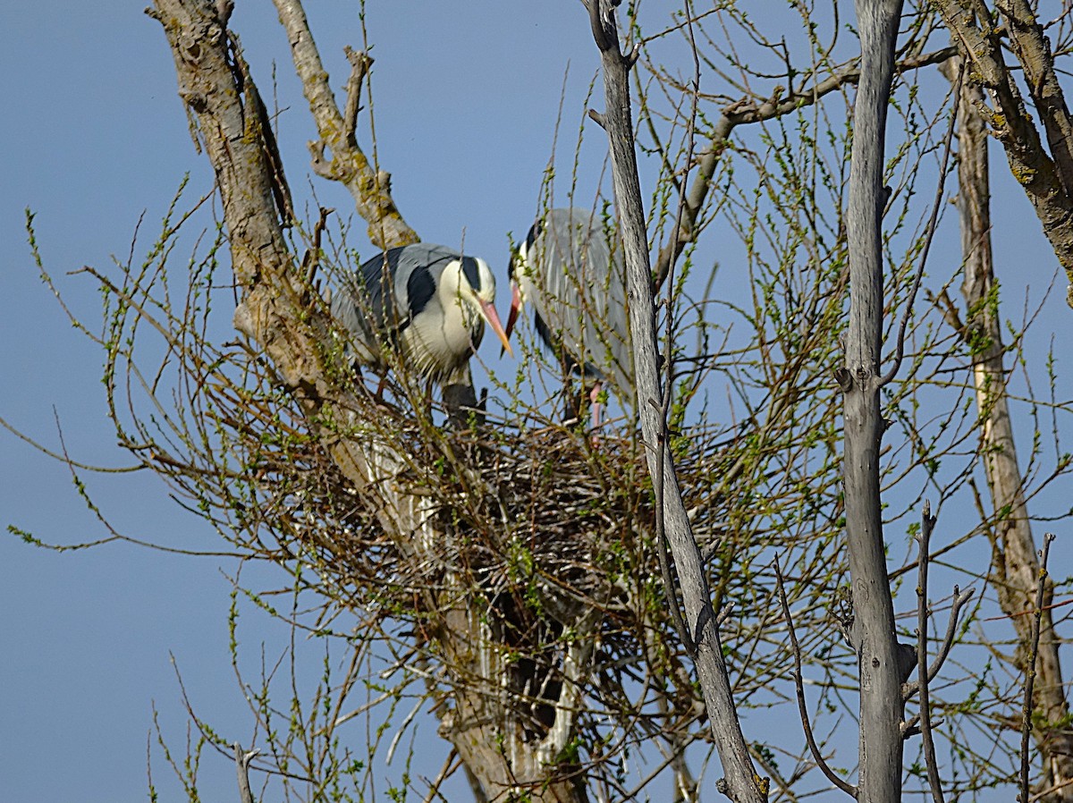 Gray Heron - ML623179282