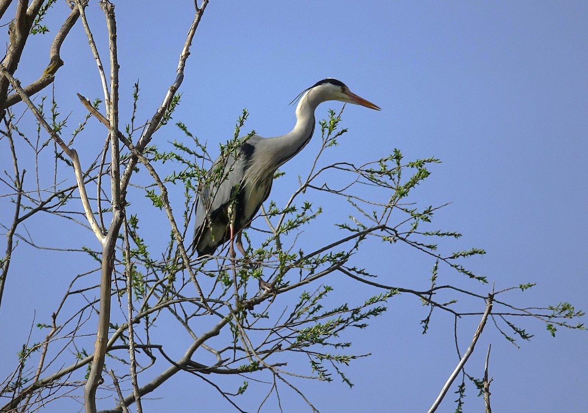 Gray Heron - ML623179284