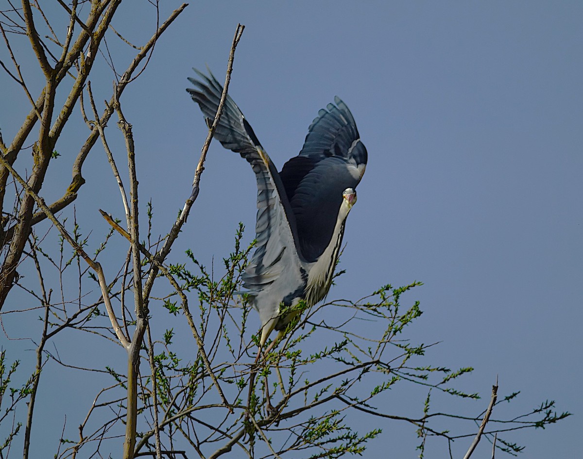 Gray Heron - ML623179285