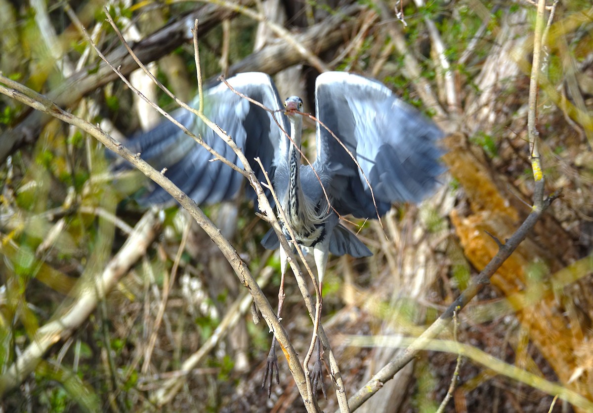 Gray Heron - Edurne Ugarte