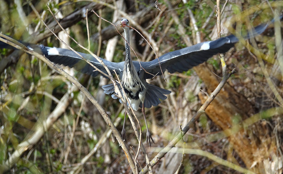 Gray Heron - ML623179287