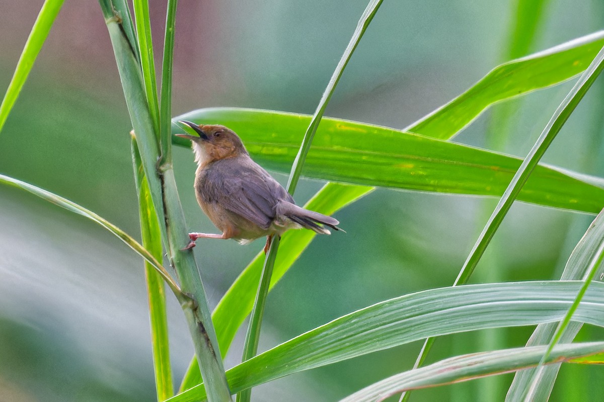 Red-faced Cisticola - FELIX-MARIE AFFA'A