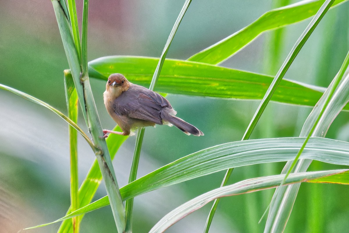 Red-faced Cisticola - ML623179322