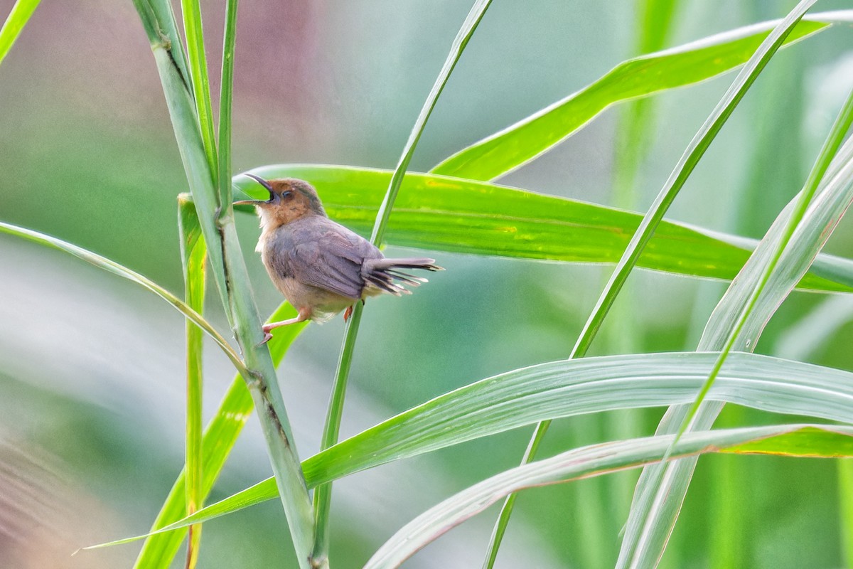 Red-faced Cisticola - ML623179323