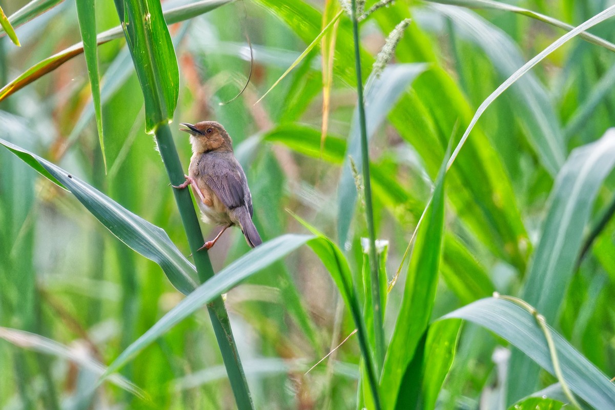 Red-faced Cisticola - ML623179325