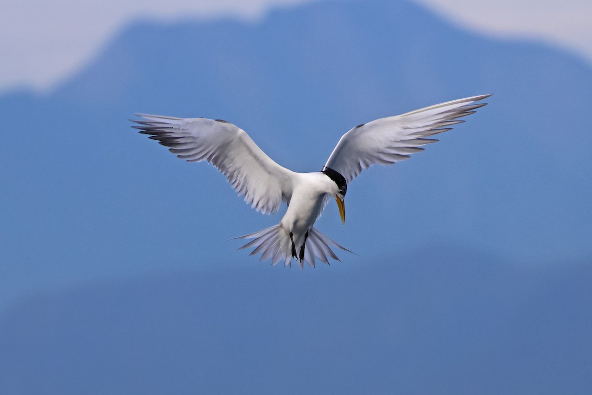 Great Crested Tern - 佑淇 陳