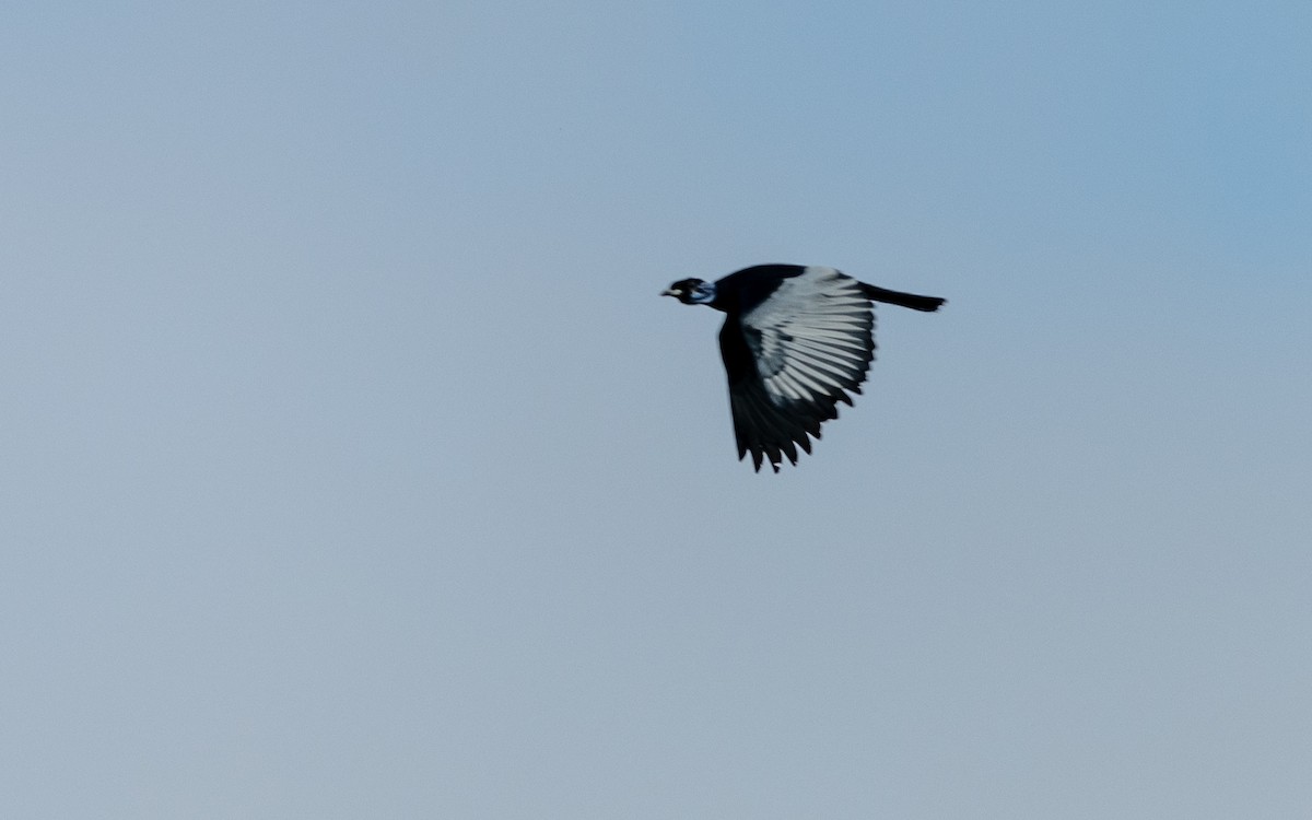 Bare-necked Fruitcrow - Serge Horellou